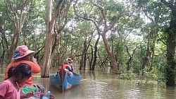 Mangrove forest at tonle sap lake